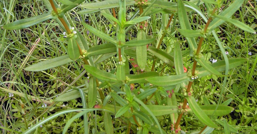 Ammannia Latifolia 5