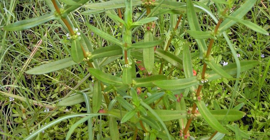 Ammannia Latifolia 5