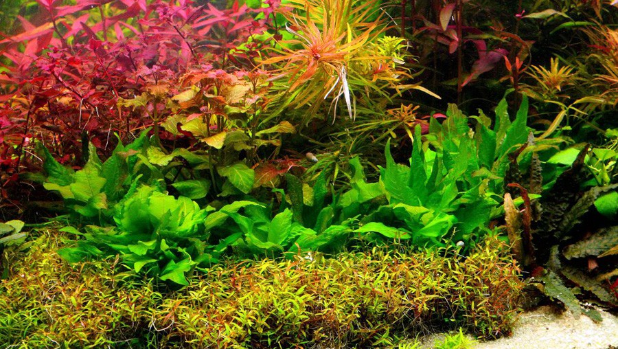 Ammannia Latifolia 6