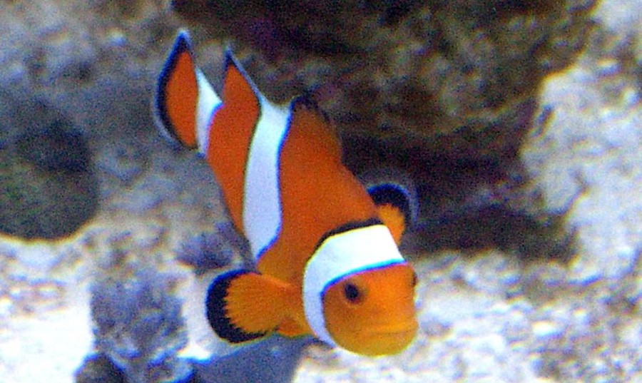 Amphiprion Ocellaris 2