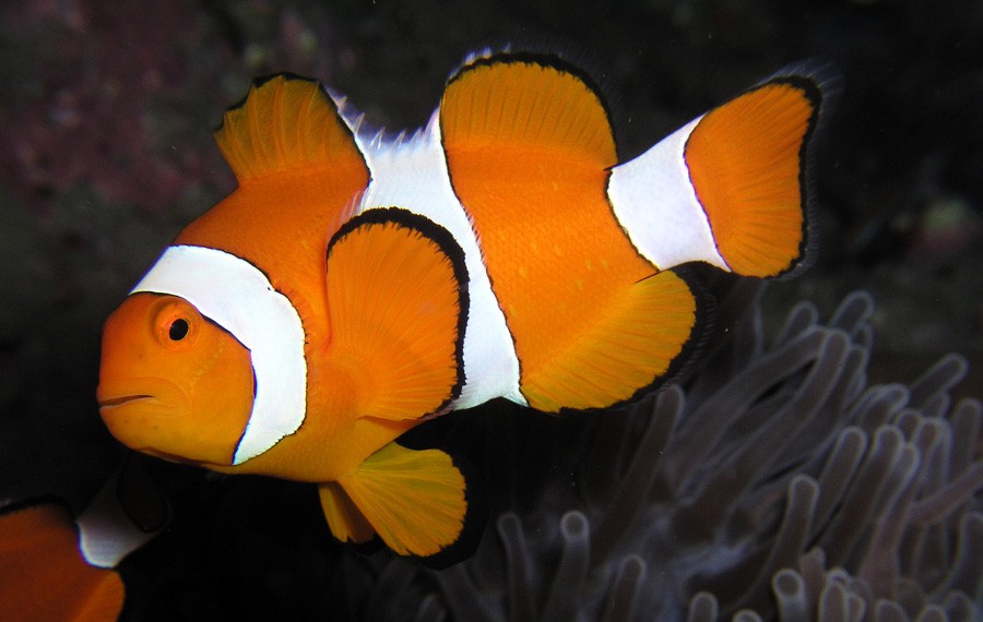 Amphiprion Ocellaris 3