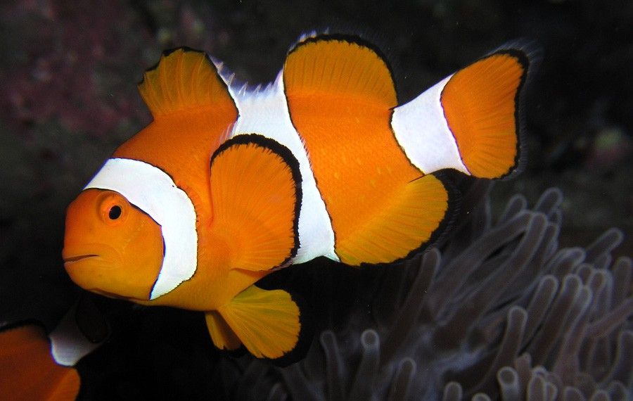 Amphiprion Ocellaris 3