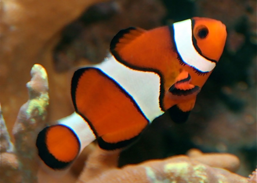 Amphiprion Ocellaris 4