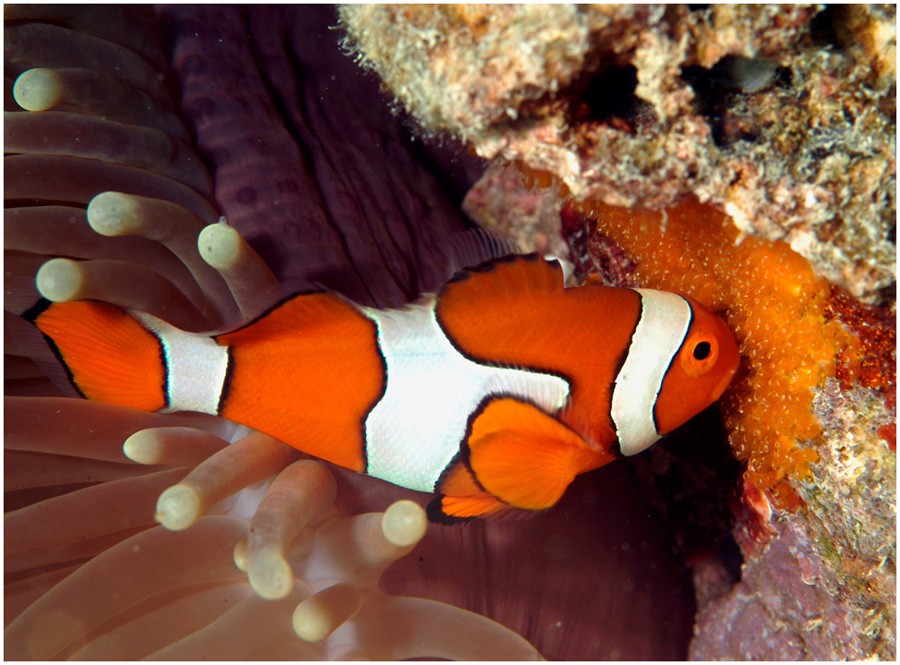 Amphiprion Ocellaris 5