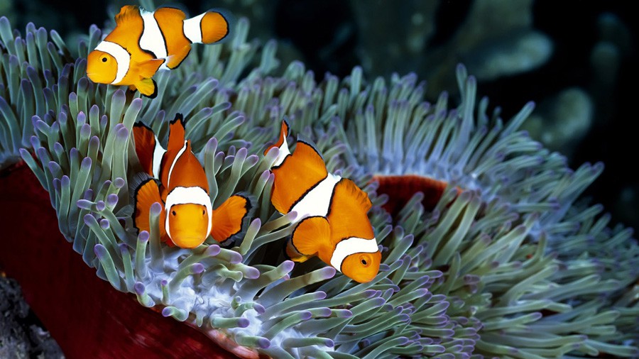 Amphiprion Ocellaris 6