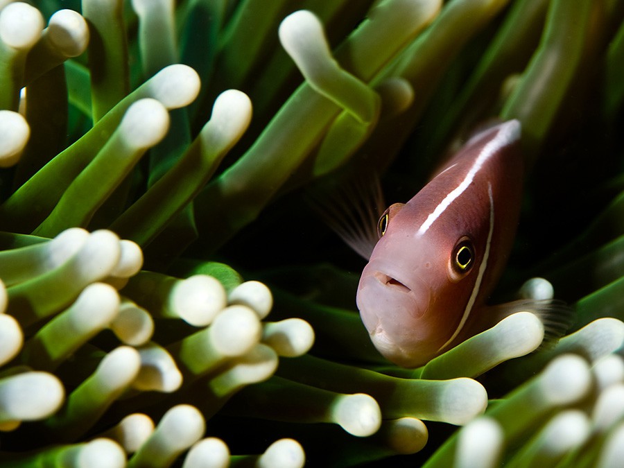Amphiprion Perideraion 2
