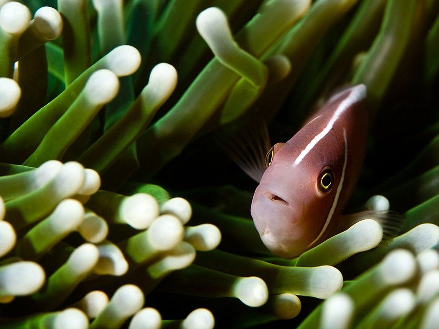 Amphiprion Perideraion 2