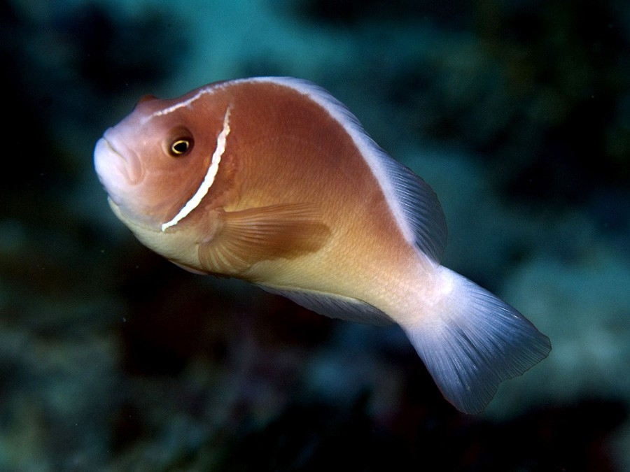 Amphiprion Perideraion 3