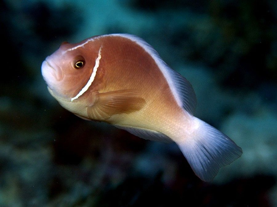 Amphiprion Perideraion 3
