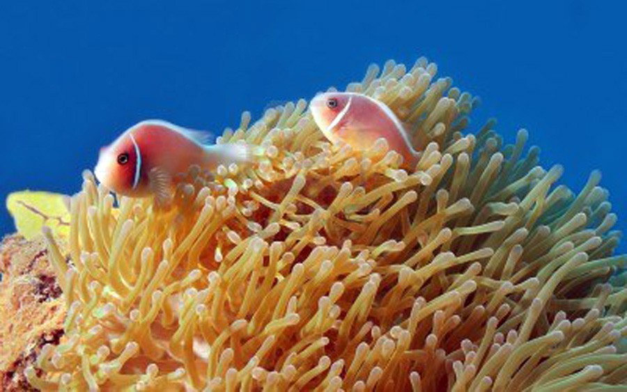 Amphiprion Perideraion 4