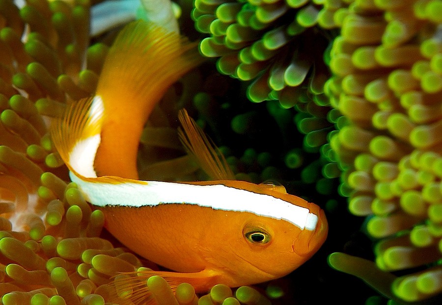 Amphiprion Perideraion 5