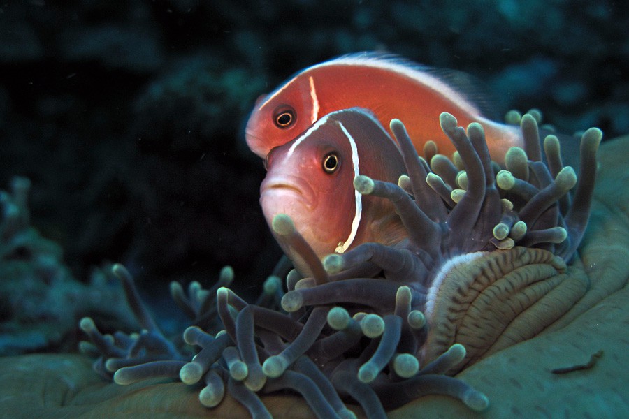 Amphiprion Perideraion 6