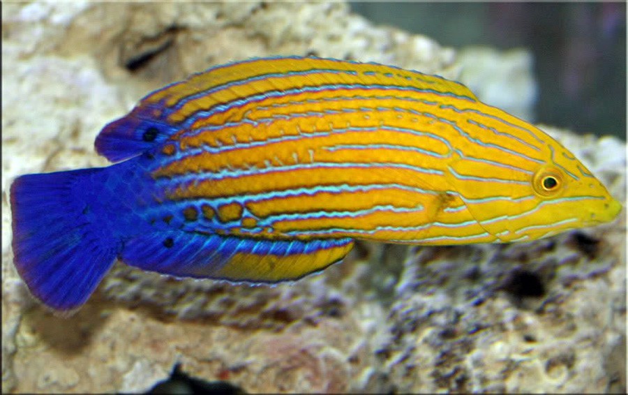 Lábrido Rayado Naranja y Azul