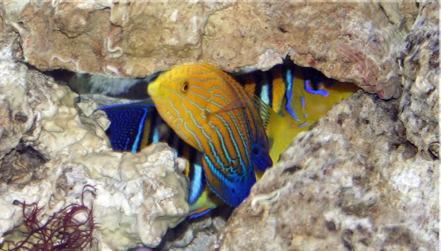 Anampses Femininus 2