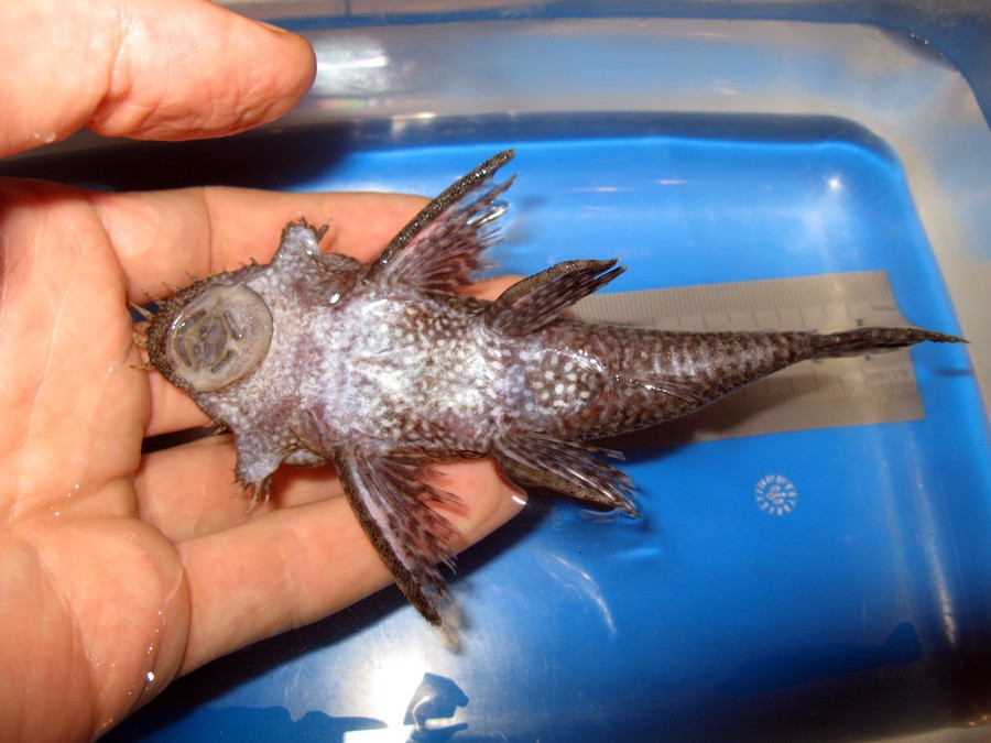 Ancistrus Triradiatus 2