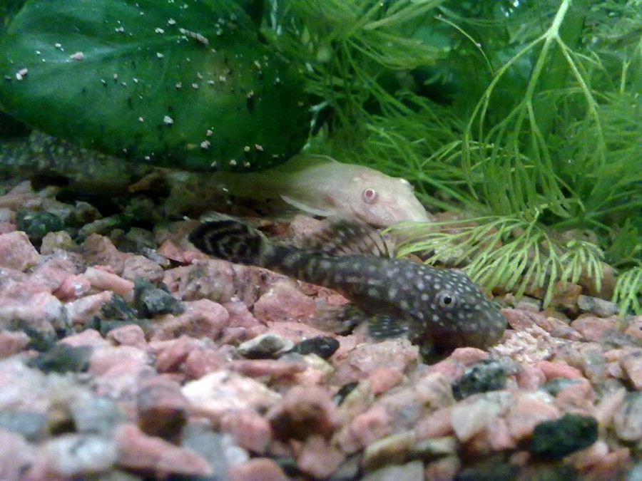 Ancistrus Triradiatus 3