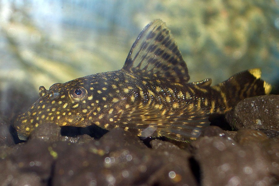 Ancistrus Triradiatus 4