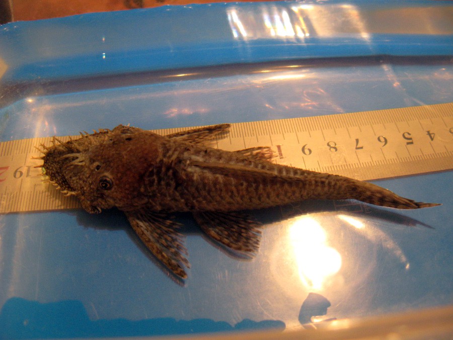 Ancistrus Triradiatus 5