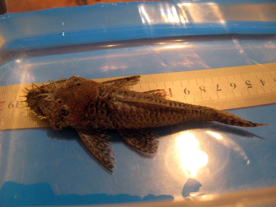 Ancistrus Triradiatus 5