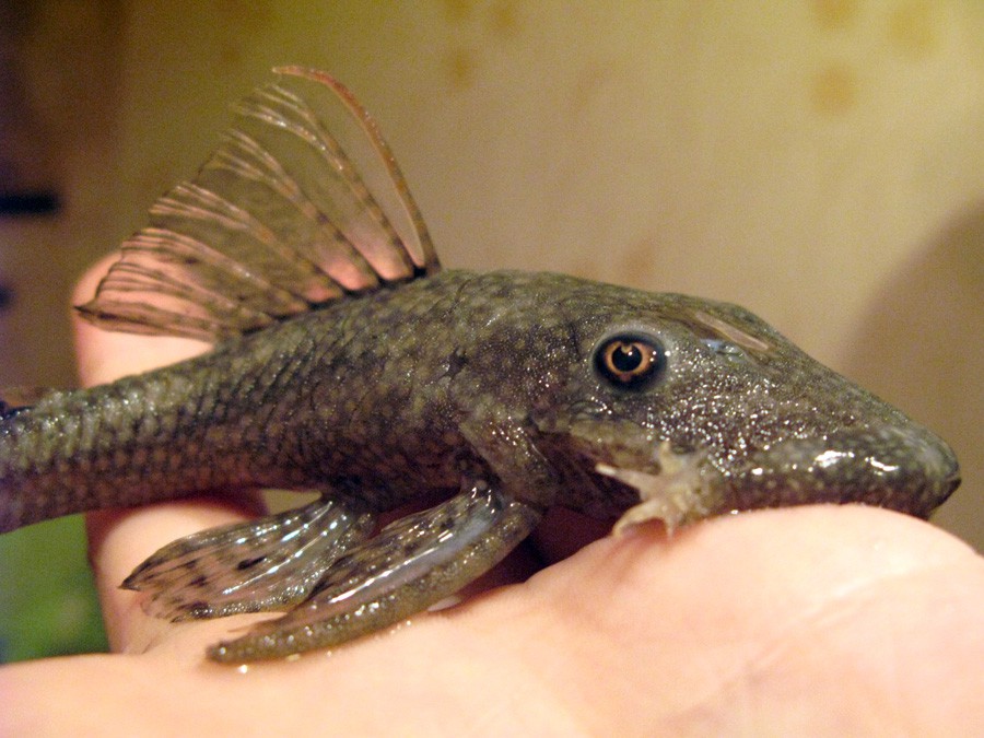 Ancistrus Triradiatus 6
