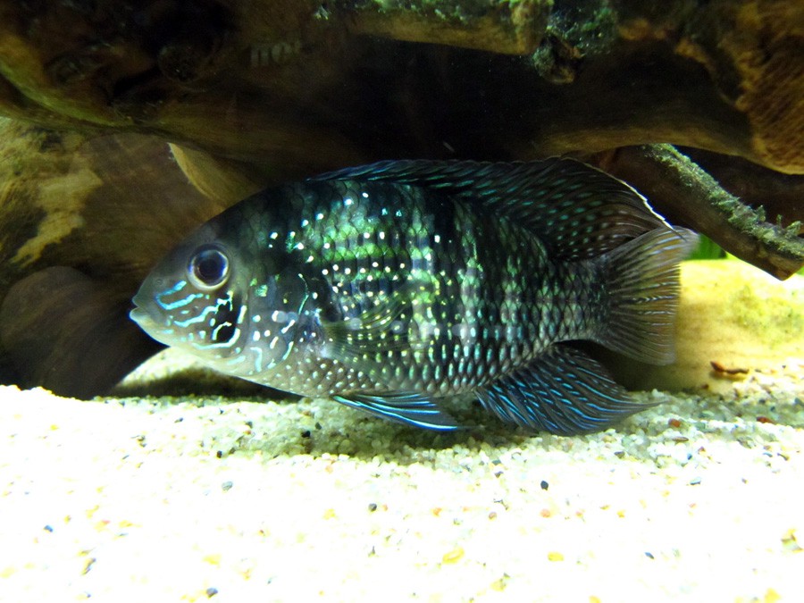Andinoacara Pulcher 2