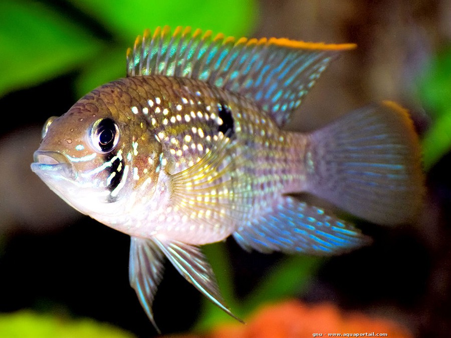 Andinoacara Pulcher 3