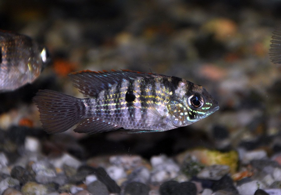 Andinoacara Pulcher 4