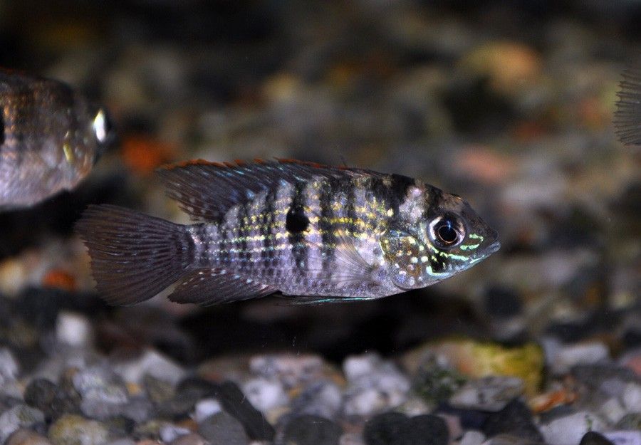 Andinoacara Pulcher 4