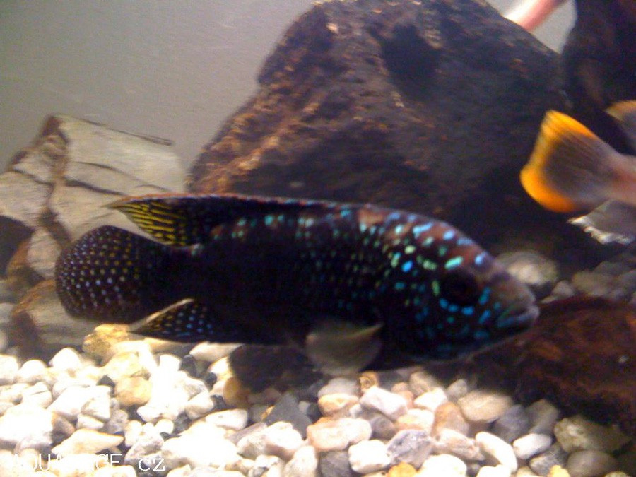 Andinoacara Pulcher 5
