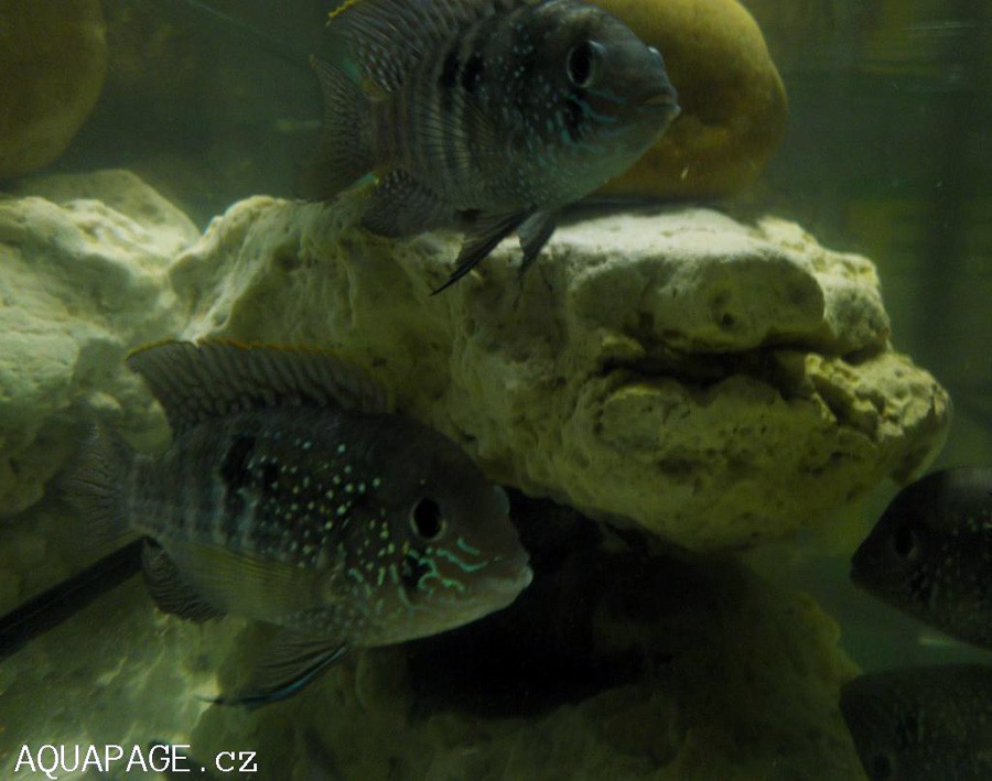 Andinoacara Pulcher 6