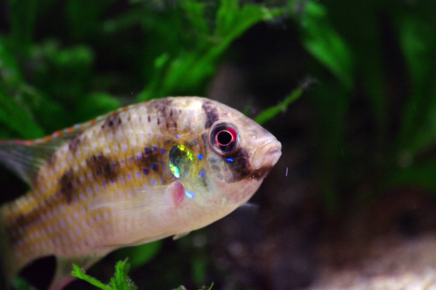 Anomalochromis Thomasi