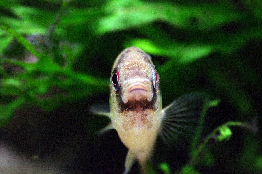 Anomalochromis Thomasi 2