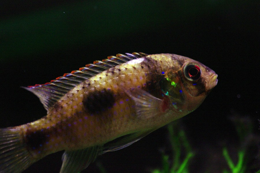 Anomalochromis Thomasi 3