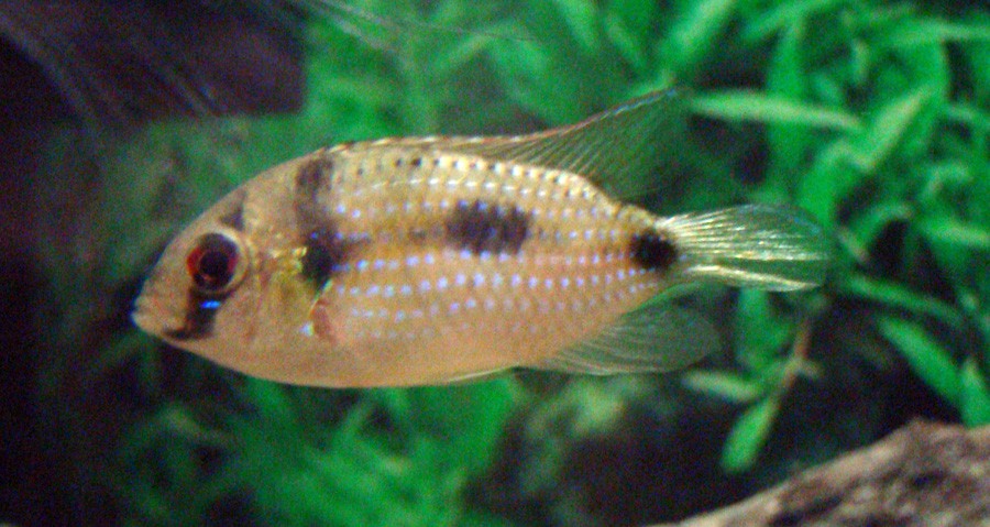 Anomalochromis Thomasi 4