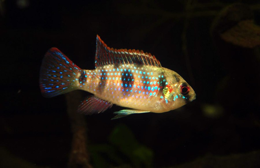 Anomalochromis Thomasi 5