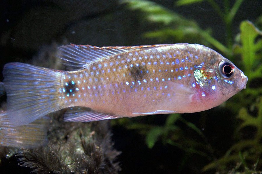 Anomalochromis Thomasi 6