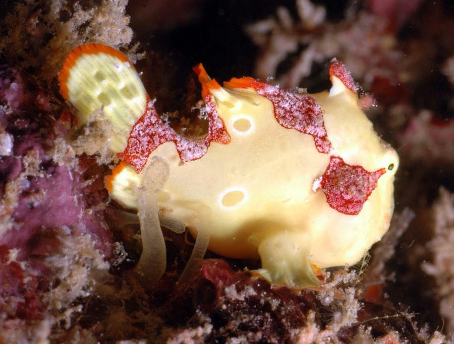 Antennarius Maculatus 2