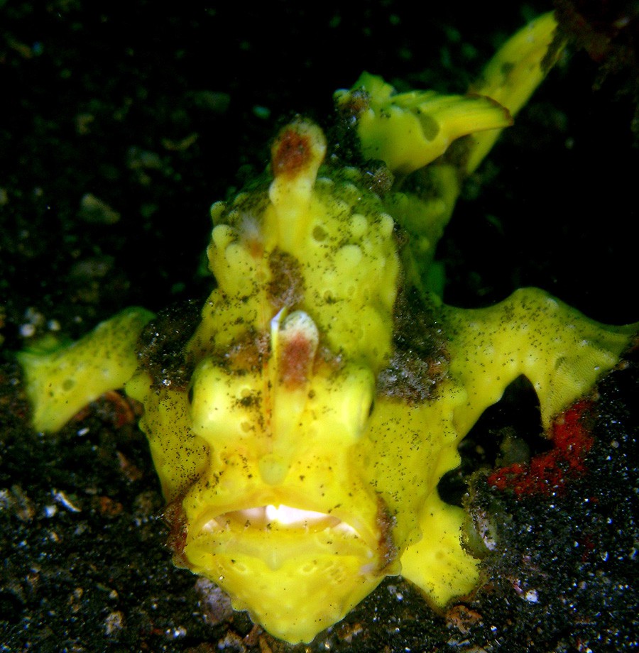 Antennarius Maculatus 3