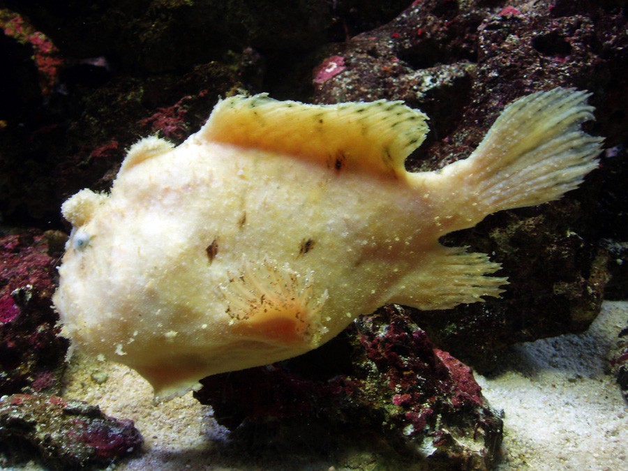 Antennarius Maculatus 4