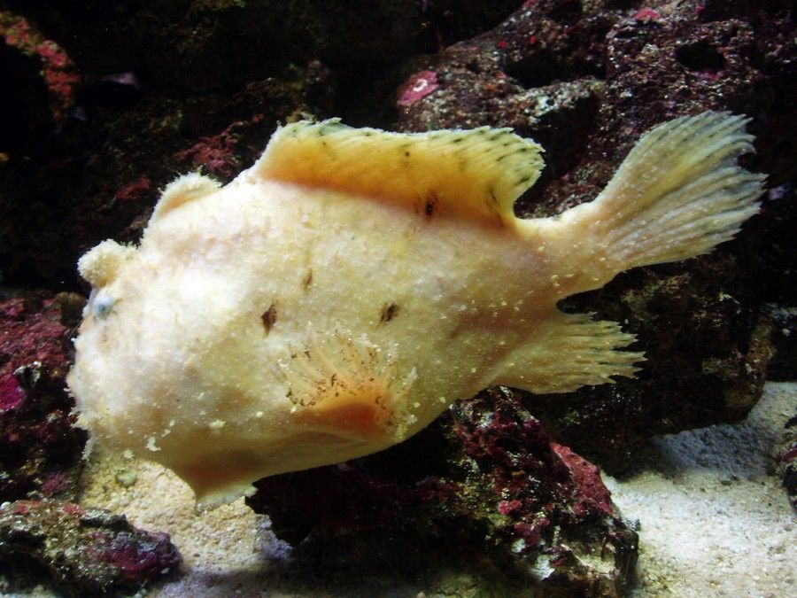 Antennarius Maculatus 4