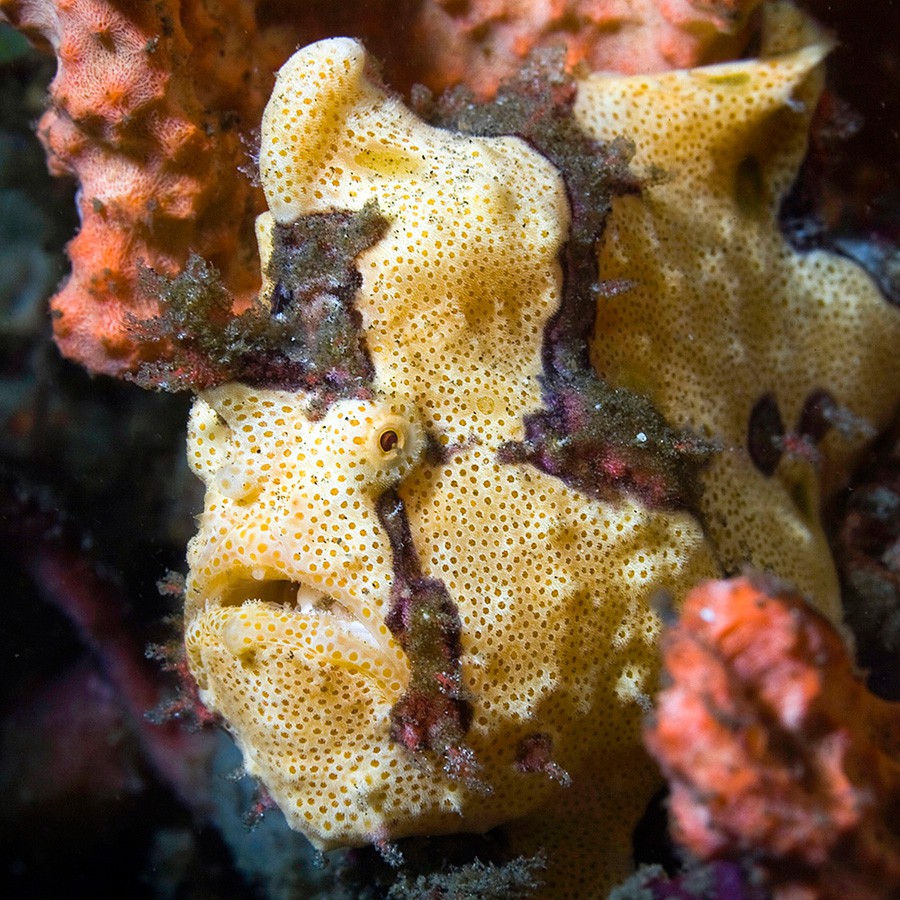 Antennarius Maculatus 5