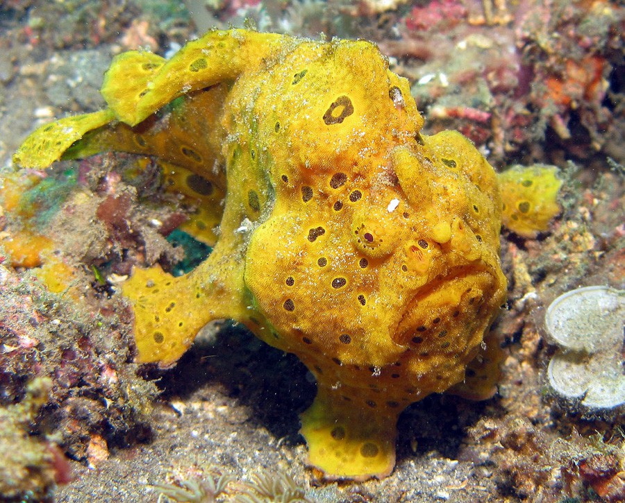 Antennarius Maculatus 6