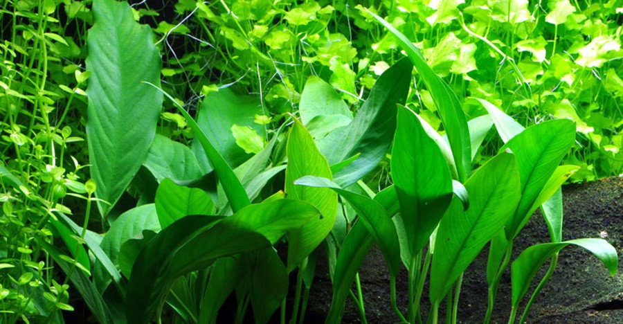 Anubias Barteri