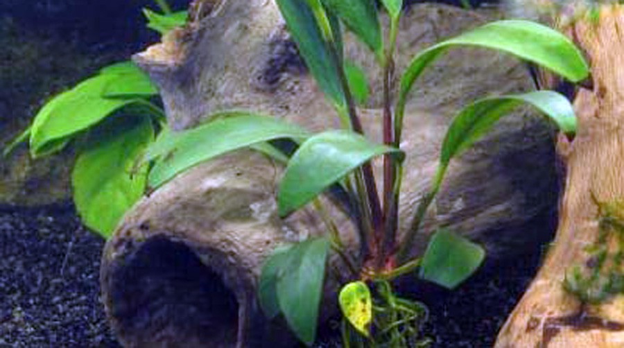 Anubias Barteri var. Angustifolia 2
