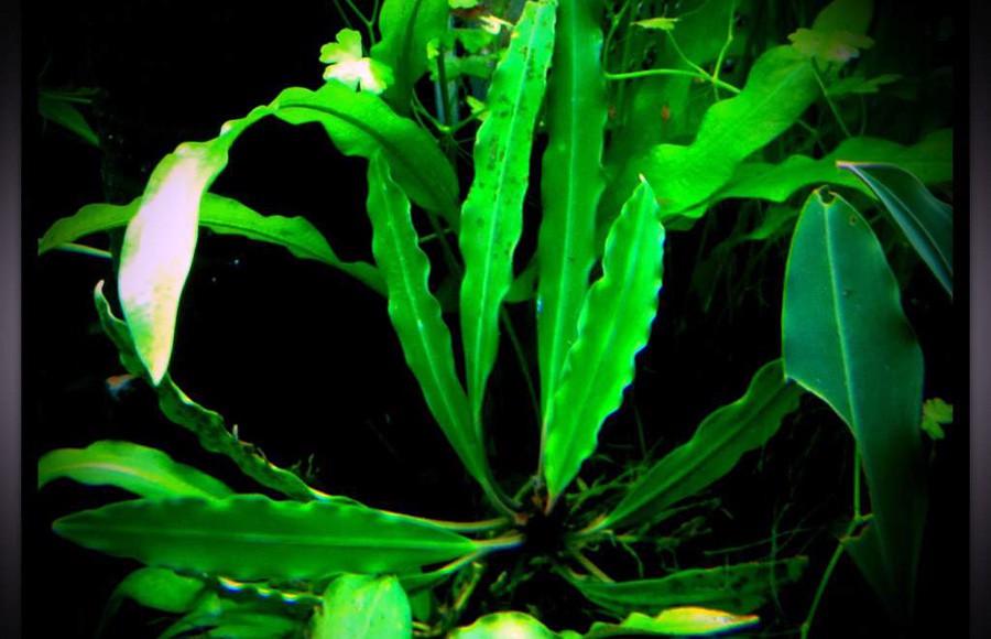 Anubias Barteri var. Angustifolia 3