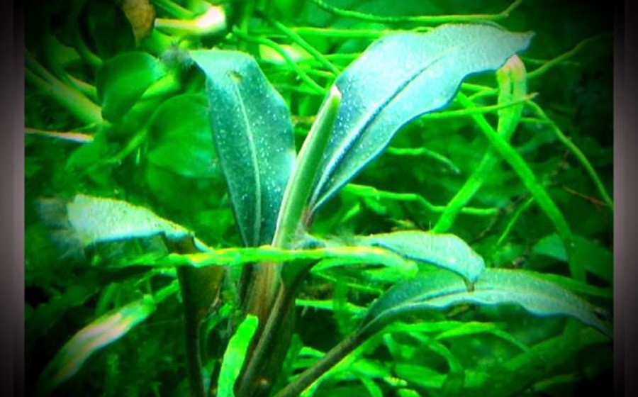 Anubias Barteri var. Angustifolia 4