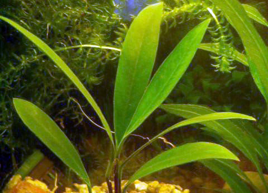 Anubias Barteri var. Angustifolia 6