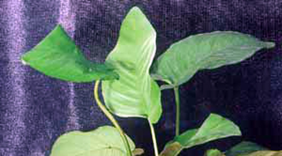 Anubias nana