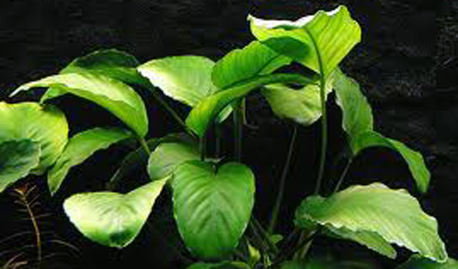 Anubias Barteri var. Barteri 2