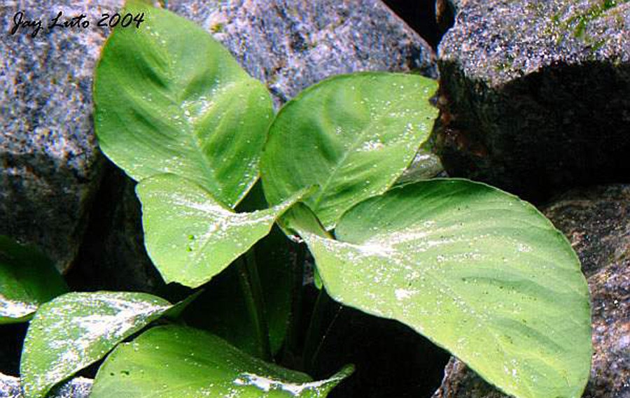 Anubias Barteri var. Barteri 4